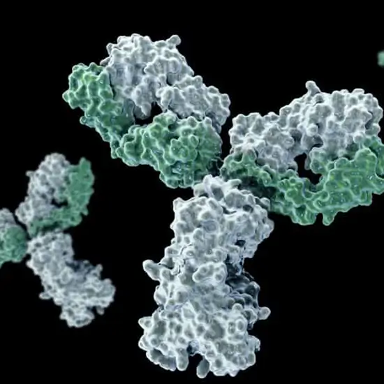 cardiolipin antibodies panel igg, iga and igm